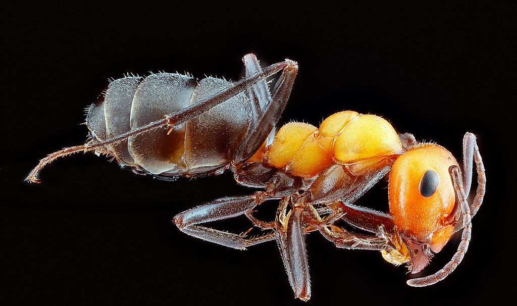 Ant Control service in Diamond Bar, CA