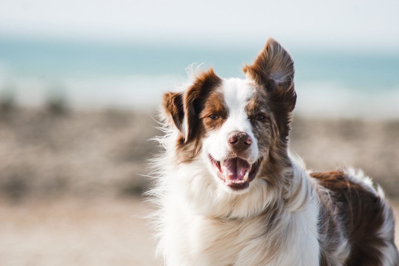 Flea & Tick Control service in Diamond Bar, CA