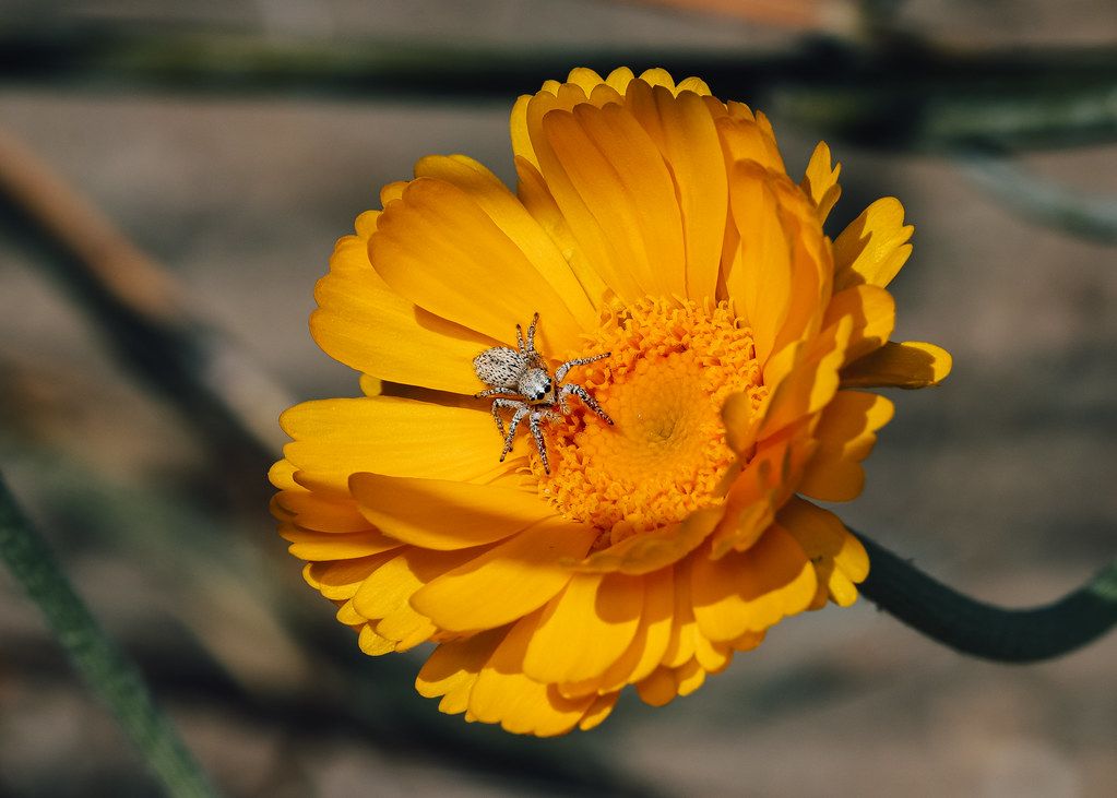 Spider Control service in Diamond Bar, CA